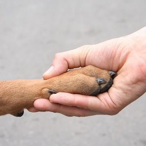 Фотография от Animal Help🐶🐕