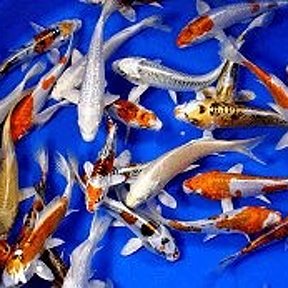 Фотография от Золотая рыбка акваZOO