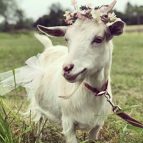 Фотография от ECHKICHILIK 🐐