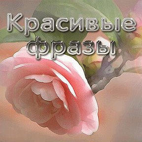 Фотография от Красивые фразы