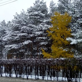 Фотография "Первый снег в Сургуте) 30.09.2015г."