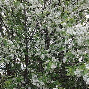 Фотография "Зацвела черемуха)) 🌿🌸🌺💮💐🌼😊 за окном май ) "