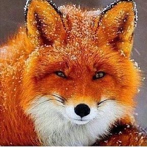 Фотография от марина 🦊