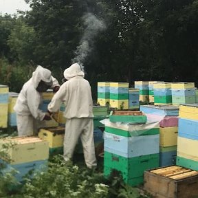 Фотография от АлтайМёд🍯 Своя Пасека 🐝