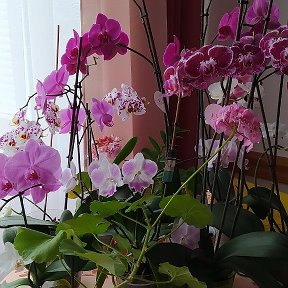 Фотография "Мои орхидеи! "