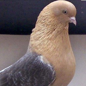 николаевские голуби липецкая область. пестрые голуби николаевские. николаевские бокатые голуби в липецкой области. сизый голубь – columba livia gm. голуби липецкая область.