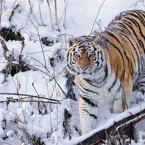 Фотография от Босыр Резванов