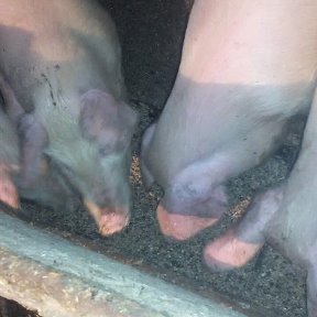 Фотография "Наши свинки мясной породы ЛАНДРАС "