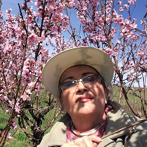 Фотография "Персики в цвету---какое чудо!!! Крымская весна 2017 г."