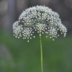 Фотография "Курайыбыз"