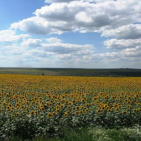 Фотография ""Украинский WINDOWS" собственного производства..."