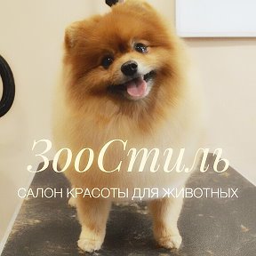 Фотография от ЗооСтиль салон красоты для животных