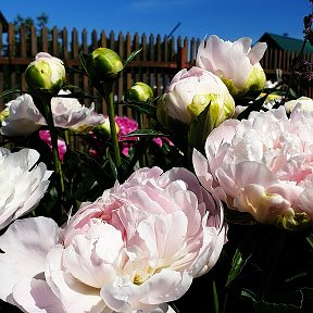 Фотография от Анастасия Peonies