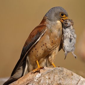 Фотография от Tien Schan