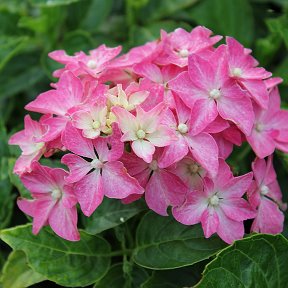 Фотография "ПИА- Миниатюрная высотой 0,6  -0,9 Цветет в середине лета,цвет от карминно-розового  до фиолетовых цветов в зависимости от кислотности почвы. Листья соразмерно кусту,поэтому мельче."