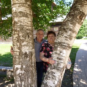 Фотография "Новгородский музей заповедник ВИТОСЛАВЛИЦЫ   Русские  берёзы.."