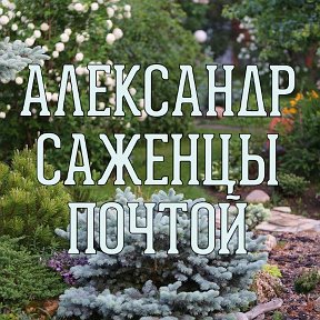 Фотография от Александр Саженцы почтой