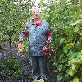 Фотография "В правой руке виноград "Нимранг" в левой руке вноград "Радуга""