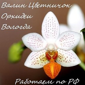 Фотография от Орхидеи Вологда