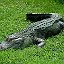 Крокодил Крокодилов