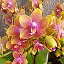 Svetlanka Orchidstmb