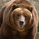 Oleg Медведь шатун