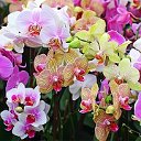 Светлана Орхидеи на заказ