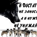 🕸️Одиночка 🕸️ Чёрный волк
