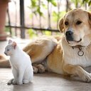 Передержка Собак и кошек