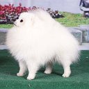 Sale Pomeranian Spitz 🇪🇸