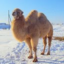 Адэм camel-wool
