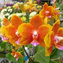 Сортовые Орхидеи ЕВРОПА и АЗИЯ