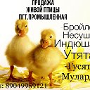 ПРОДАЖА ПТИЦЫ ПРОМЫШЛЕННАЯ 89049959121