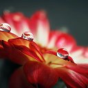 Цветы Ухолово Серебряная-роса