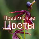 Правильные Цветы 🌸Калиничева Наталья