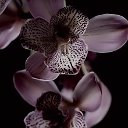Кафе -Бар Орхидея