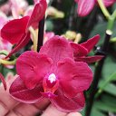 Орхидеи Краснодар