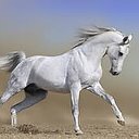 Никон white steed