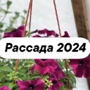 Рассада Шеметово