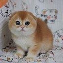 Питомник кошек Шотландских CUTIE DE