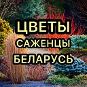 Цветы Саженцы Лиля Беларусь