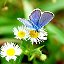 Blue Butterfly