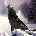 Волк Новый