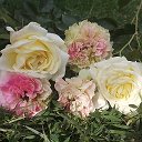 Розы цветы Беларусь