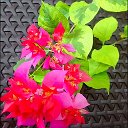 Bougainvillea Garden