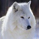 ҈ Полярный волк
