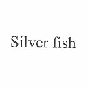 Silver fish