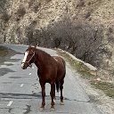 Диловар Диловар