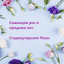 старохуторские розы