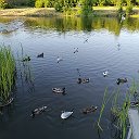 Александр Воеводин